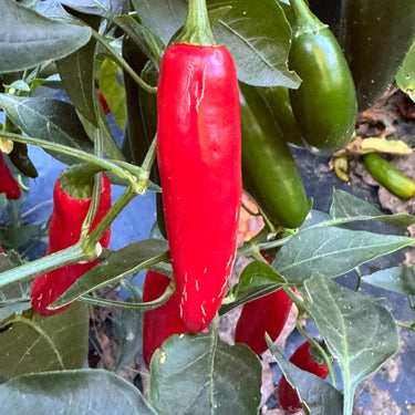 Devil Serrano - Seeds - The Pepper Pantry (Formerly Marie Sharp's)